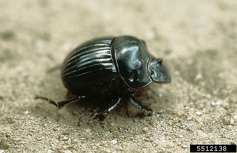 Dung Beetle
